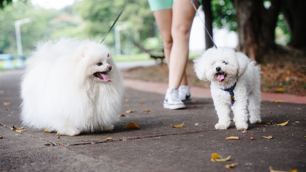 Two fluffy white dogs on a walk