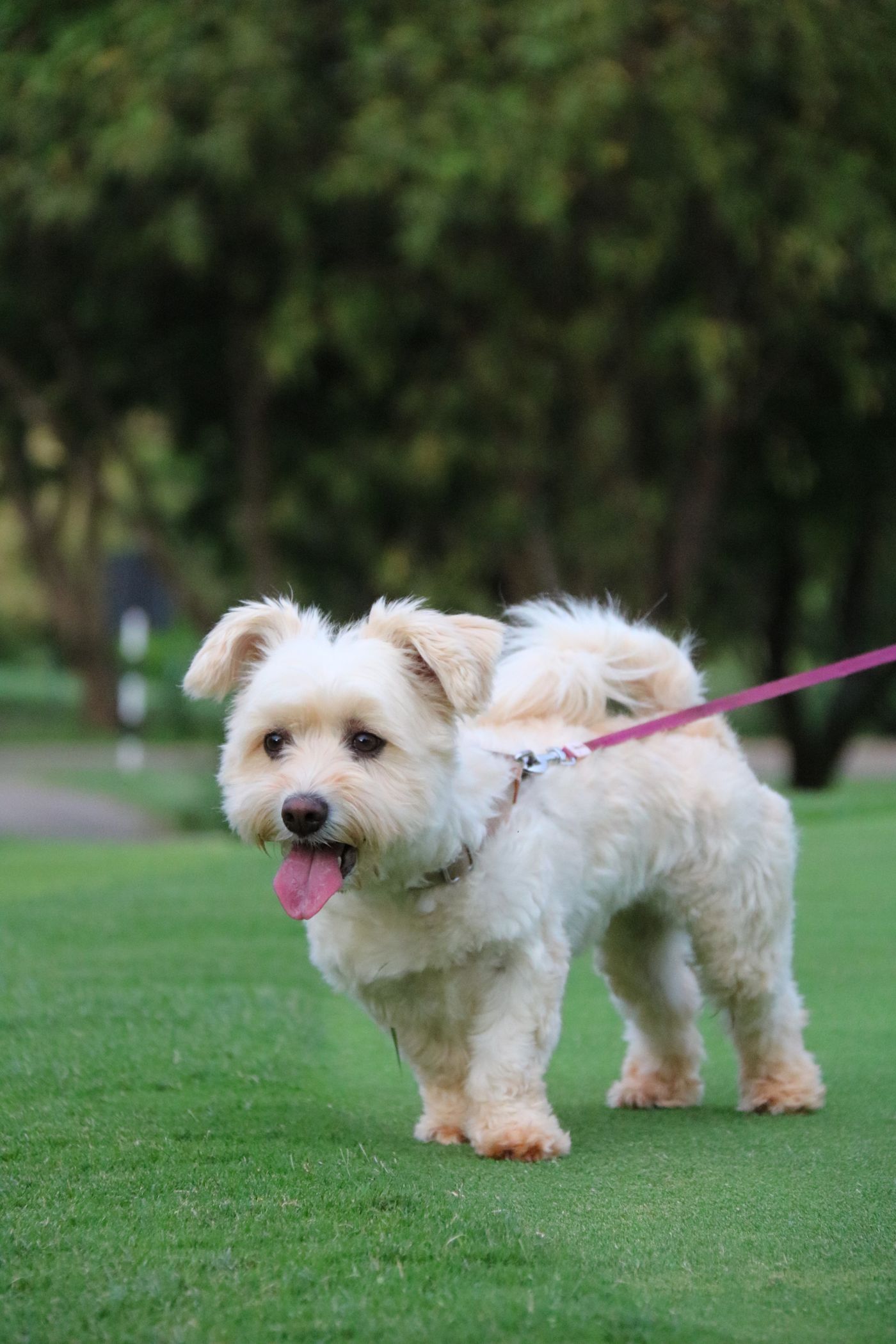 Fluffy cream dog on a pink lead walking on green grass