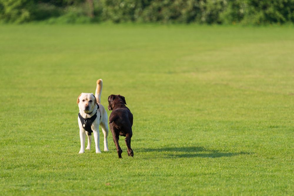 Two Labradors on a green lawn