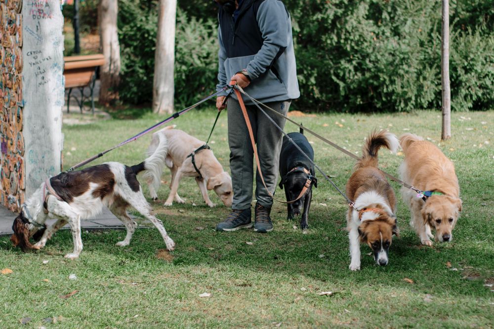 Dog walker with five dogs on leashes
